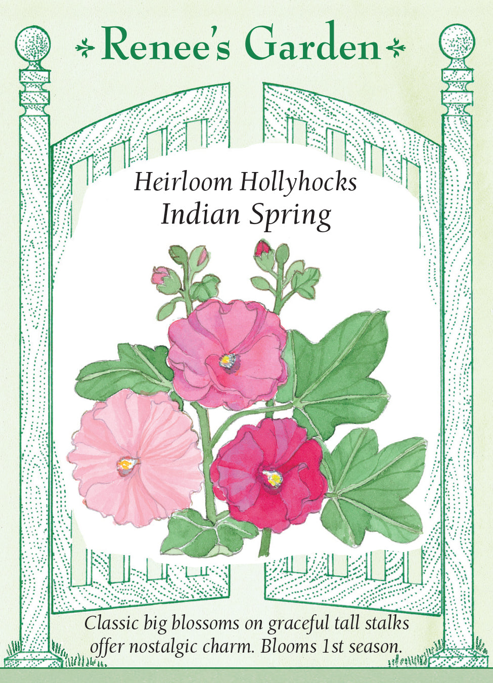 Hollyhock Indian Spring