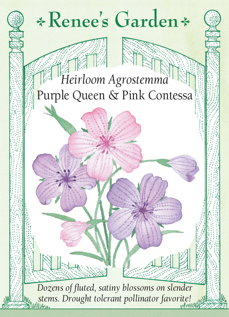 Agrostemma Pink & Purple