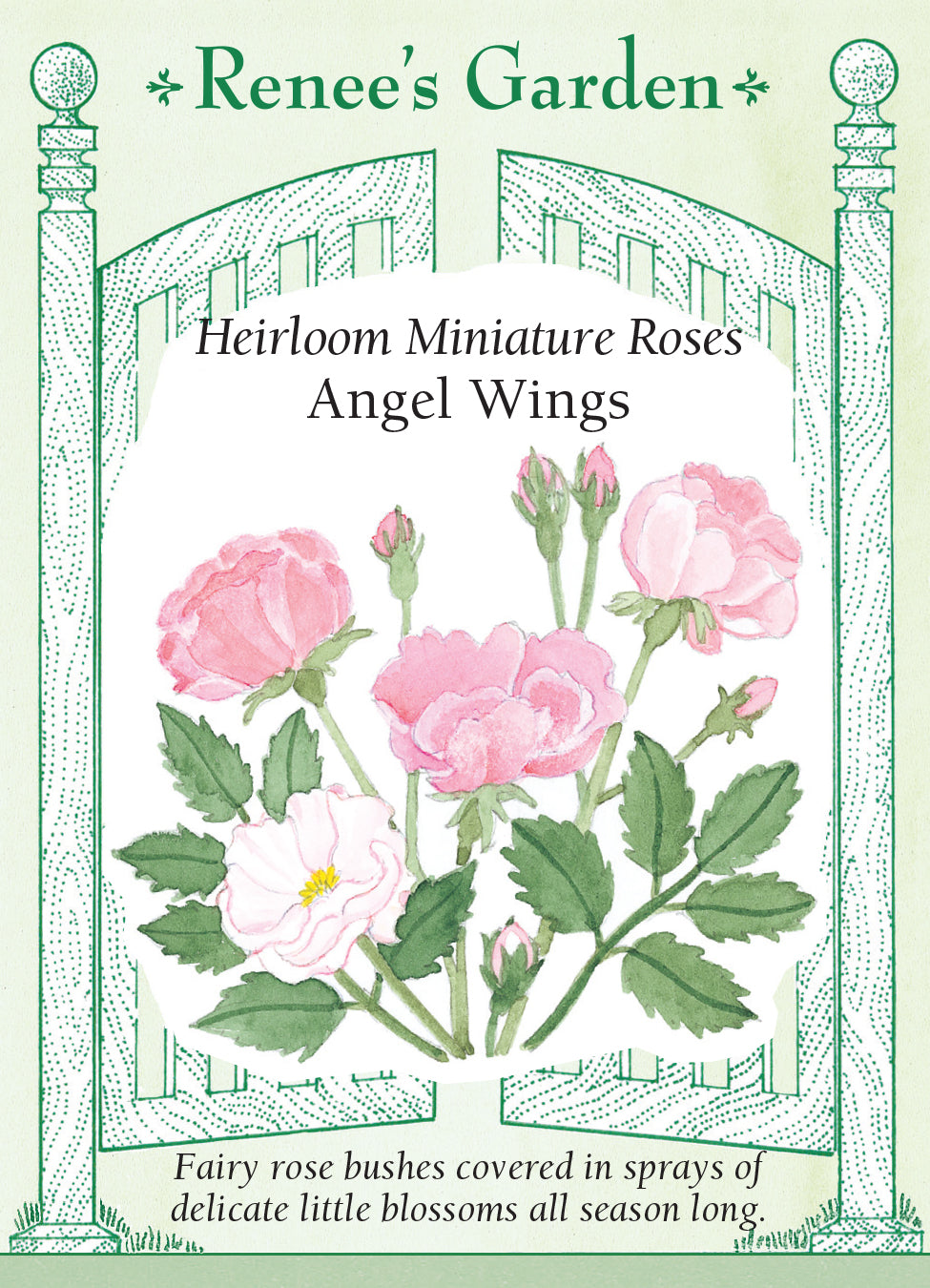 Miniature Rose Angel Wings