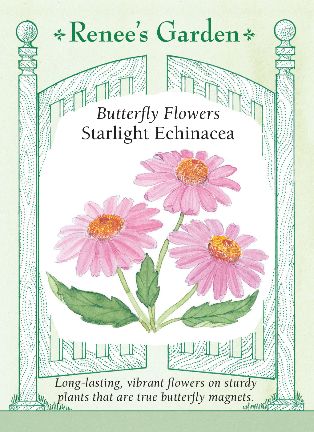 Echinacea Starlight