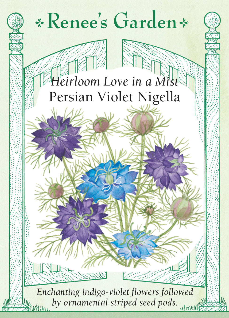 Nigela Persian Violet