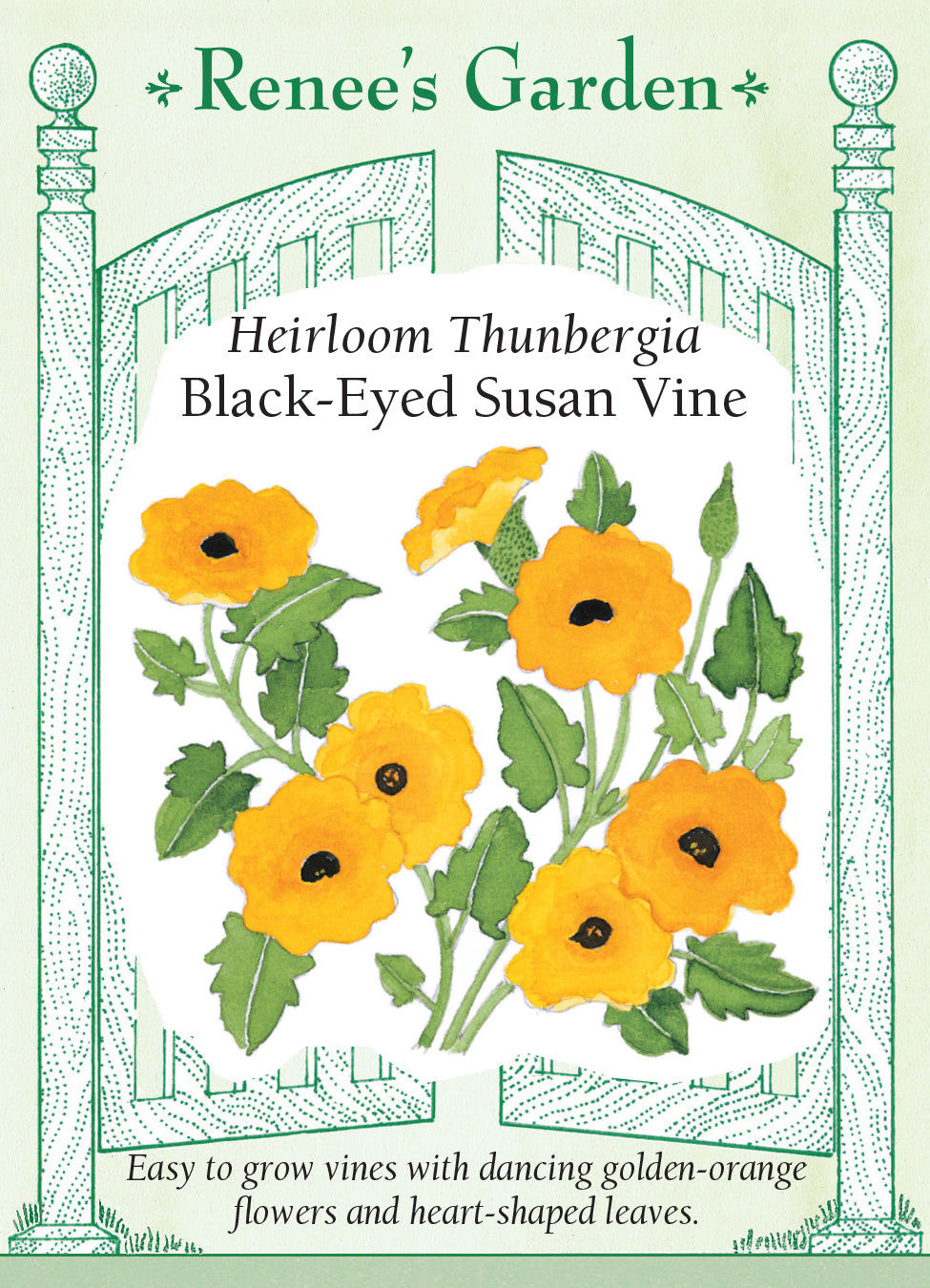 Thunbergia (Black Eyed Susan Vine)