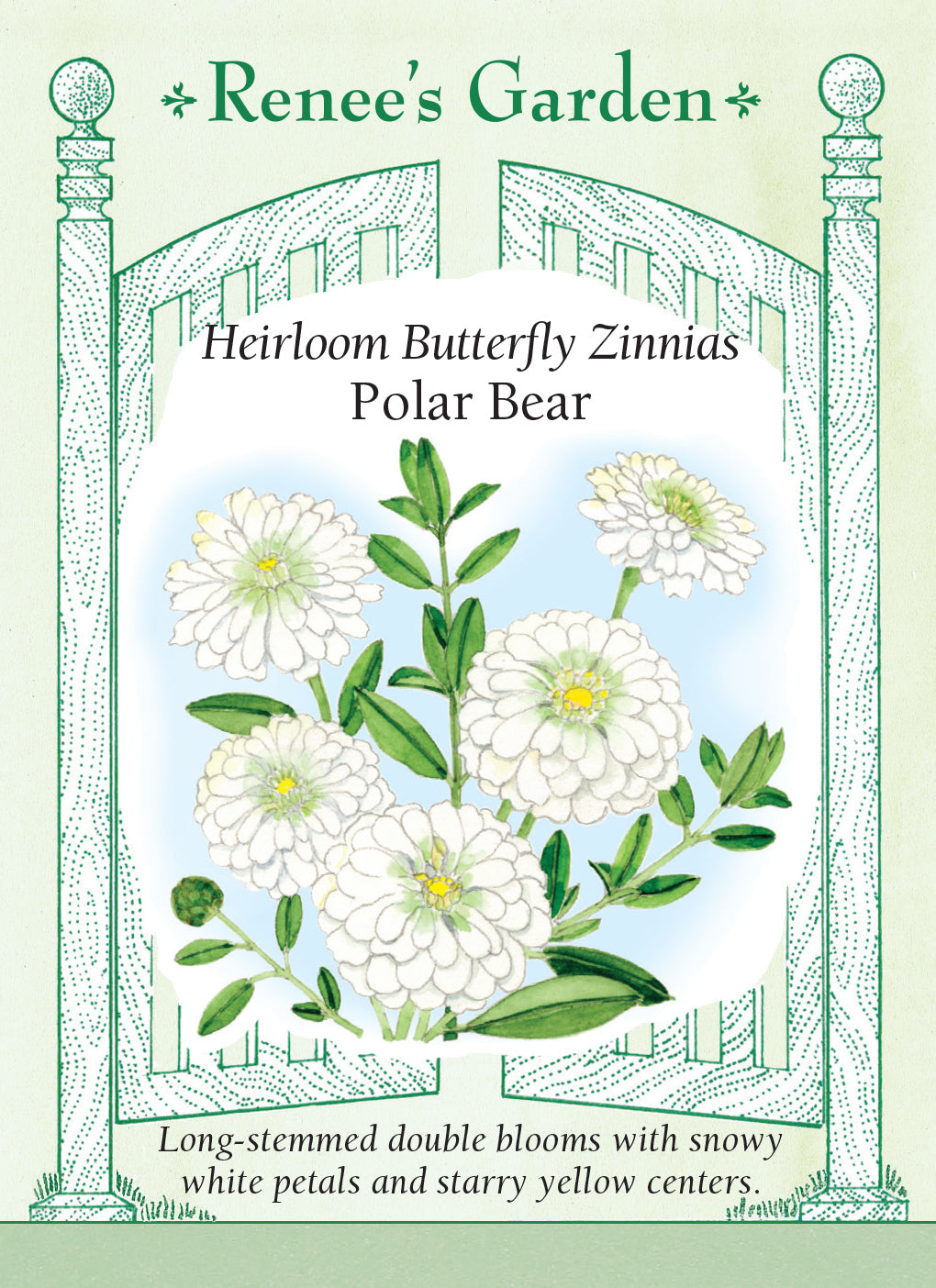 Zinnia Polar Bear