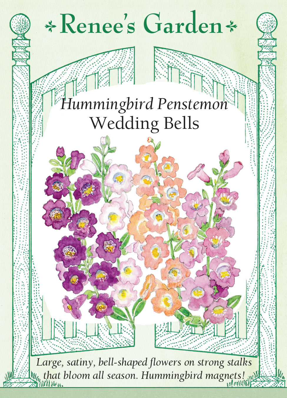 Penstemon Wedding Bells