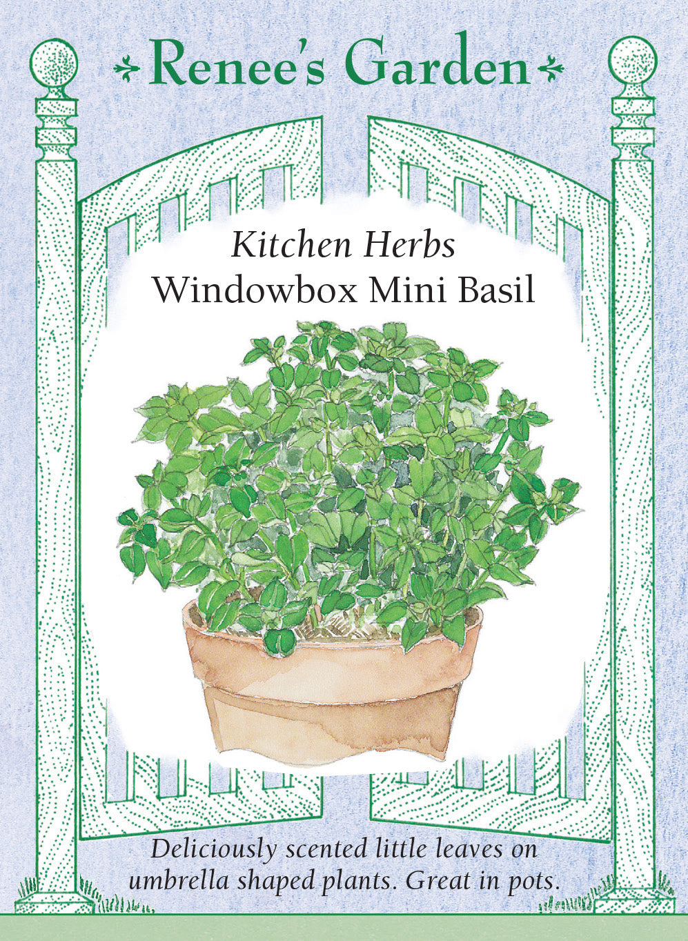 Basil Windowbox Mini