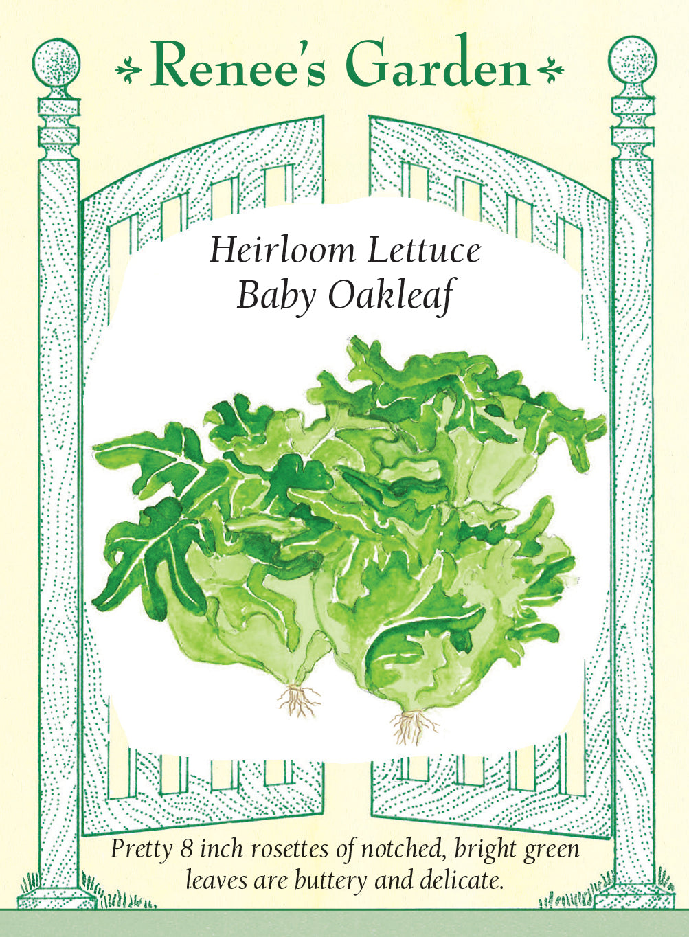 Lettuce Baby Oakleaf