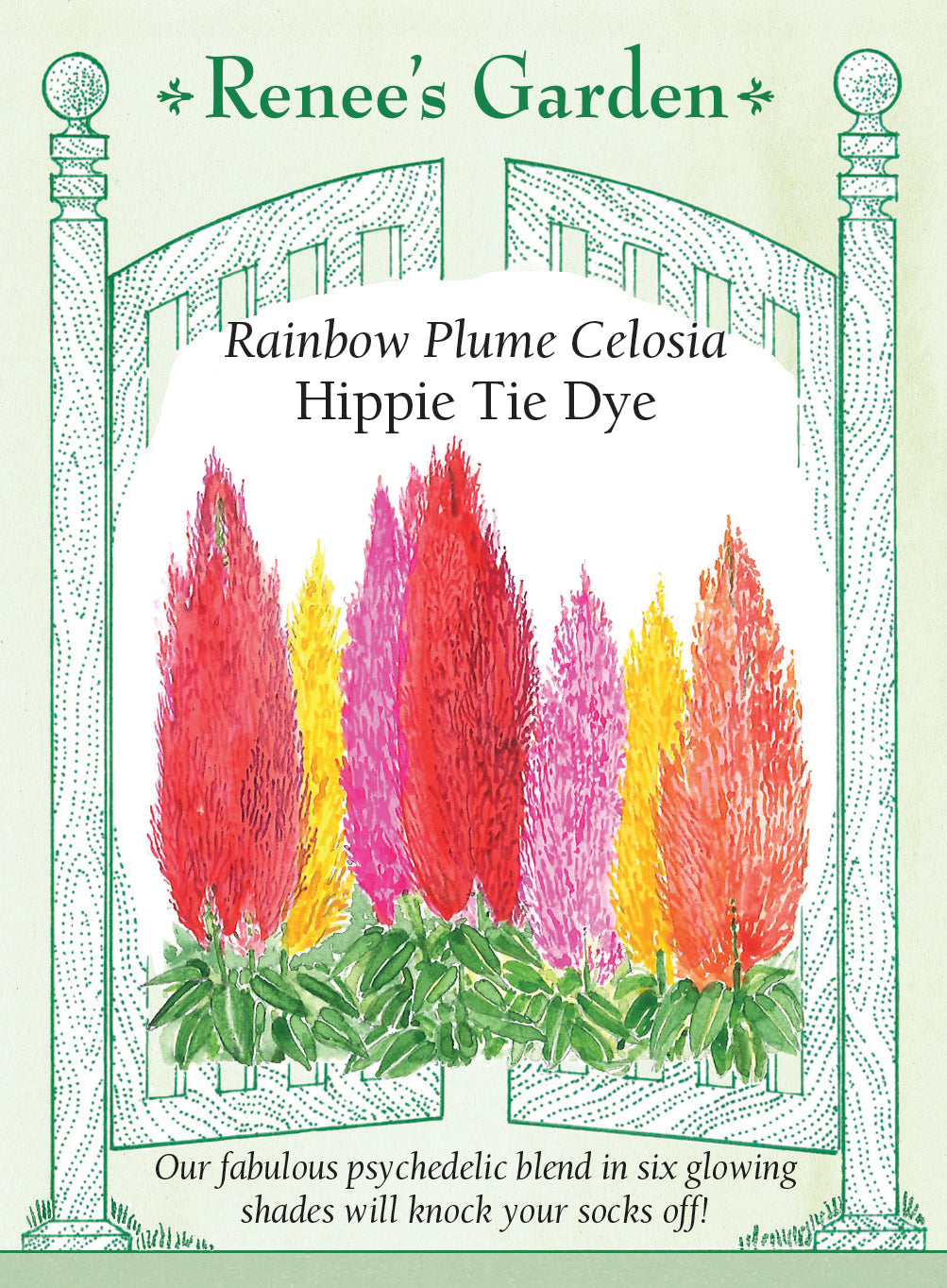 Celosia Hippie Tie Dye Mix