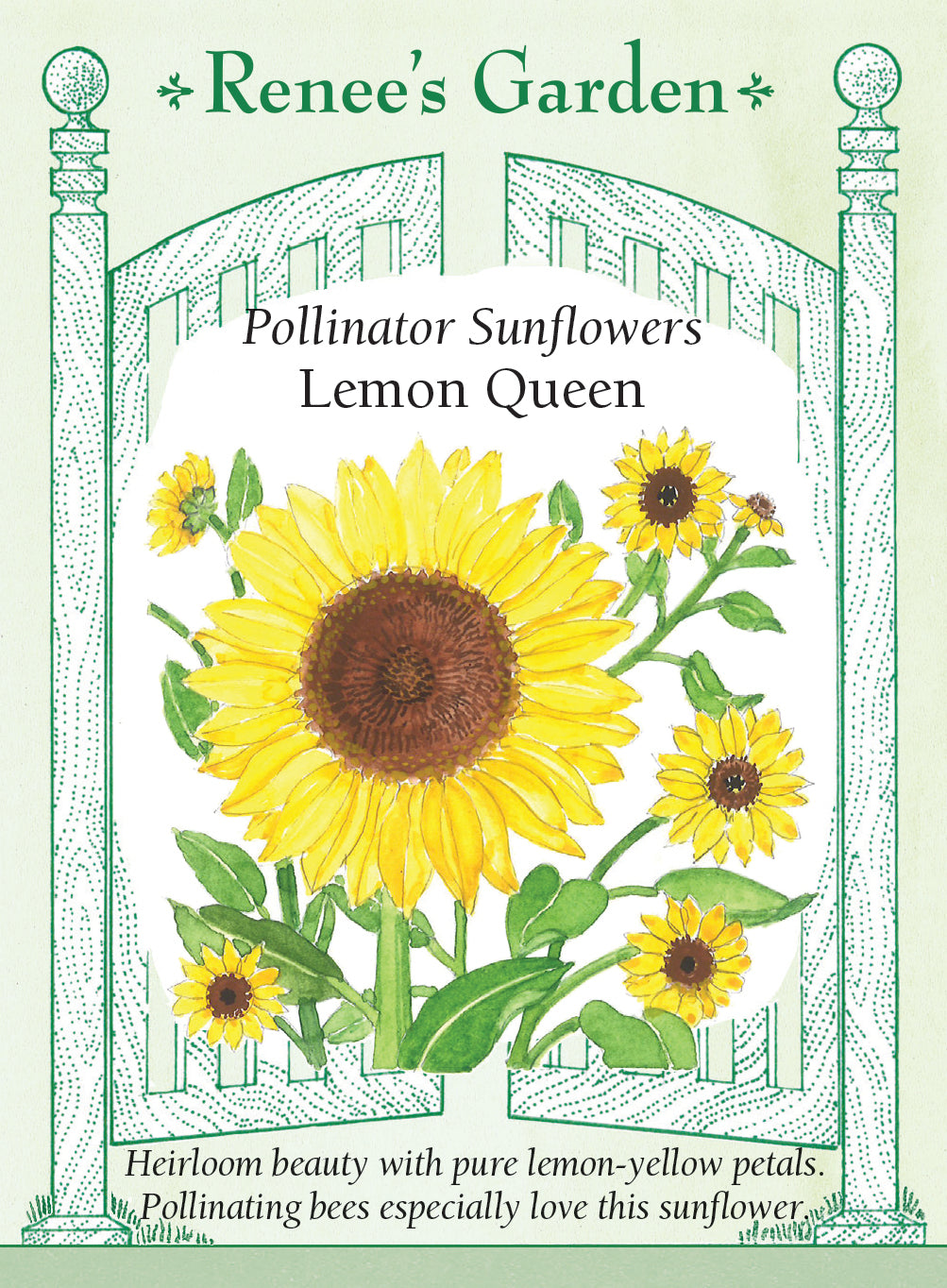 Sunflower Lemon Queen
