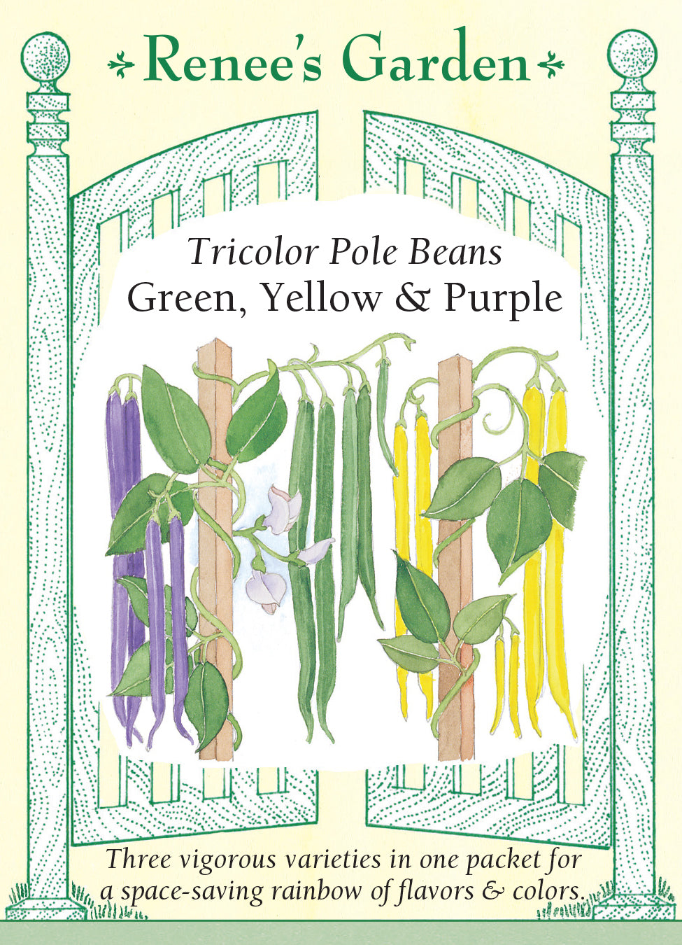 Bean Pole Tricolor