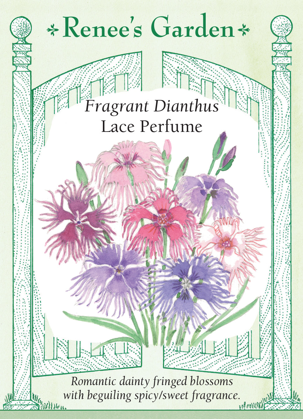 Dianthus Lace Perfume