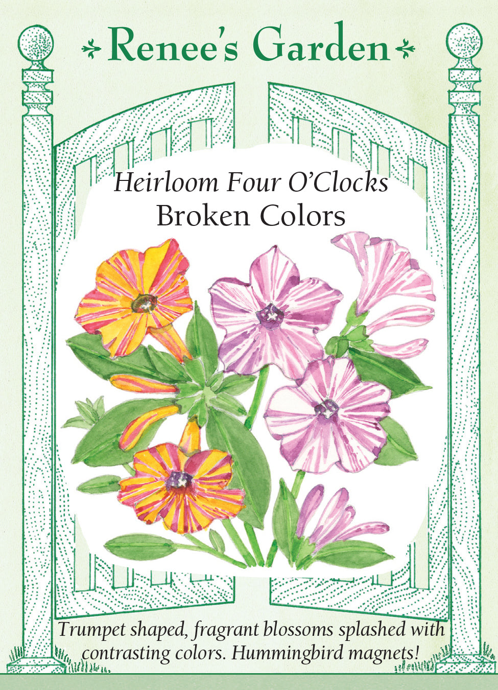 Four O' Clock Broken Colors