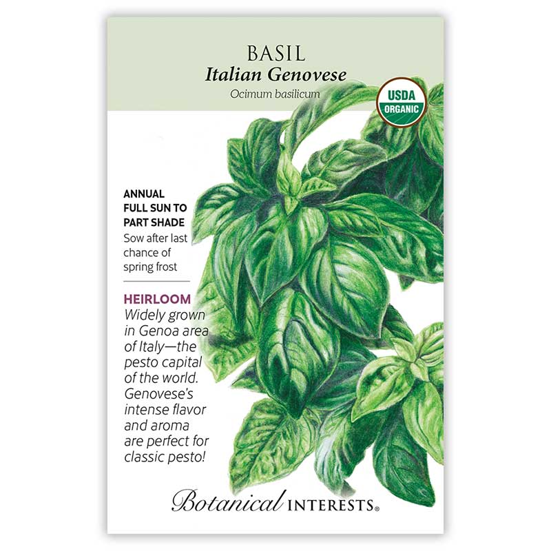 Basil Italian Genovese Organic