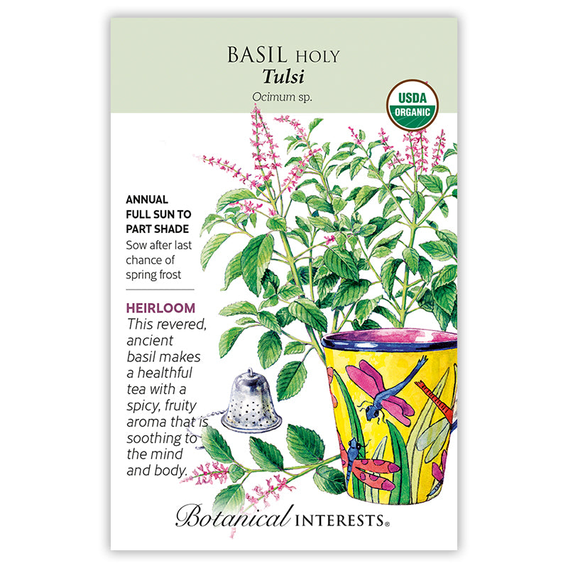 Basil Holy / Tulsi Organic