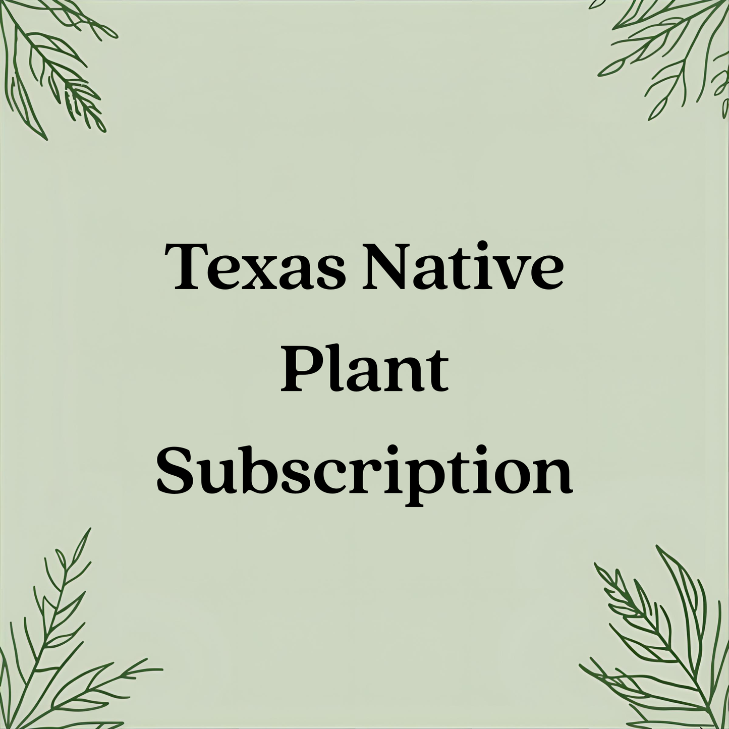 Suscripción de plantas nativas de Texas: nativas resistentes a la sequía en macetas de 10 cm