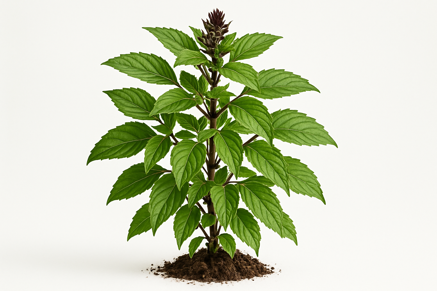 basil thai Siam queen Show the entire, mature plant upright with true-to-type, healthy foliage, and in a small clump of natural soil. Use a solid, clean white background in a high-detail, fresh botanical catalog style for an online store.