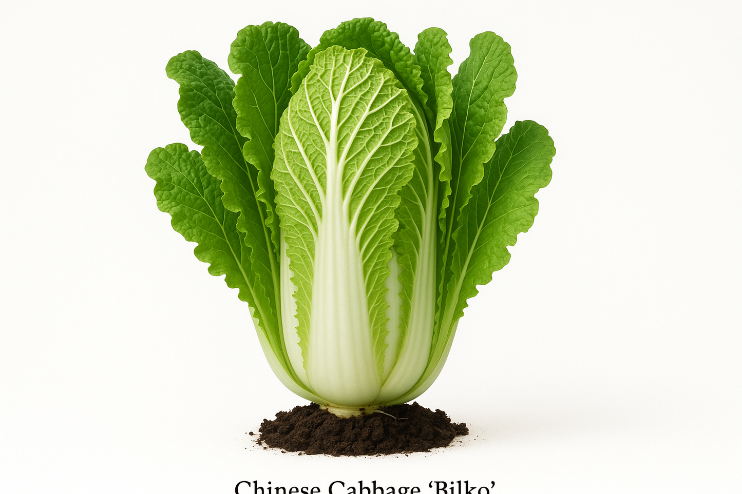 Generate two professional product images for Chinese Cabbage Bilko:
Show the entire, mature plant upright with true-to-type, healthy foliage, the edible part visible, and in a small clump of natural soil. Use a solid, clean white background in a high-detail, fresh botanical catalog style for an online store.
Also show a close-up of the mature edible part (such as fruit, leaf, head, or flower) alone, on the same solid white background with accurate color, texture, and premium, fresh-picked appearance.