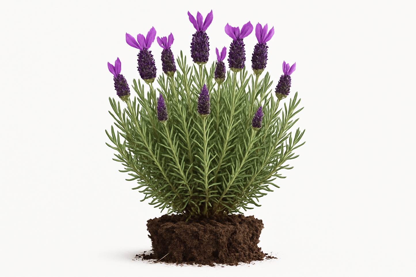lavender Spanish "Otto Quast" Show the entire, mature plant upright with true-to-type, healthy foliage, and in a small clump of natural soil. Use a solid, clean white background in a high-detail, fresh botanical catalog style for an online store.