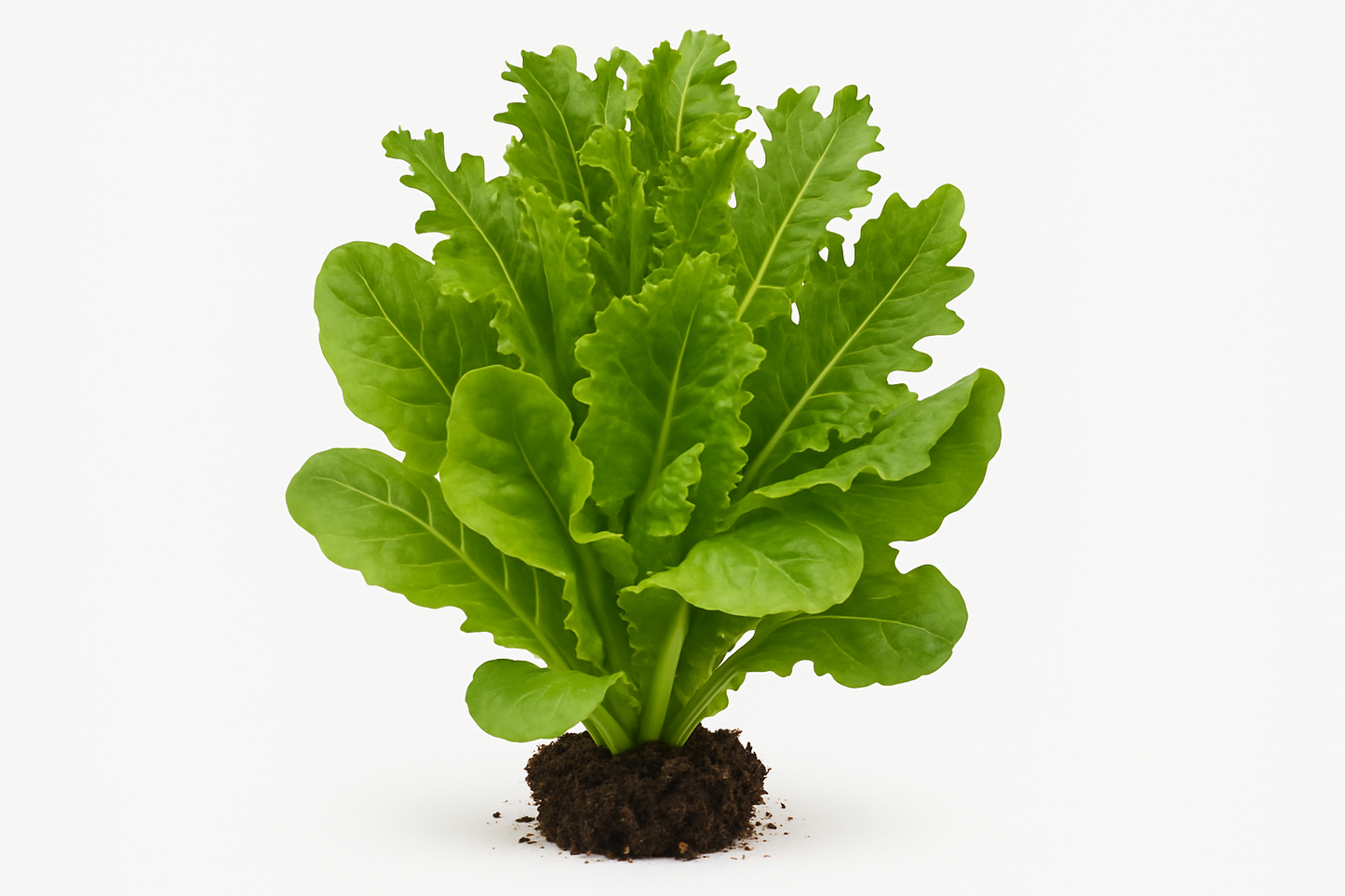 Lettuce SimplySalad® City Garden Mix Show the entire, mature plant upright with true-to-type, healthy foliage, the edible part visible, and in a small clump of natural soil. Use a solid, clean white background in a high-detail, fresh botanical catalog style for an online store.
Also show a close-up of the mature edible part (such as fruit, leaf, head, or flower) alone, on the same solid white background with accurate color, texture, and premium, fresh-picked appearance.
