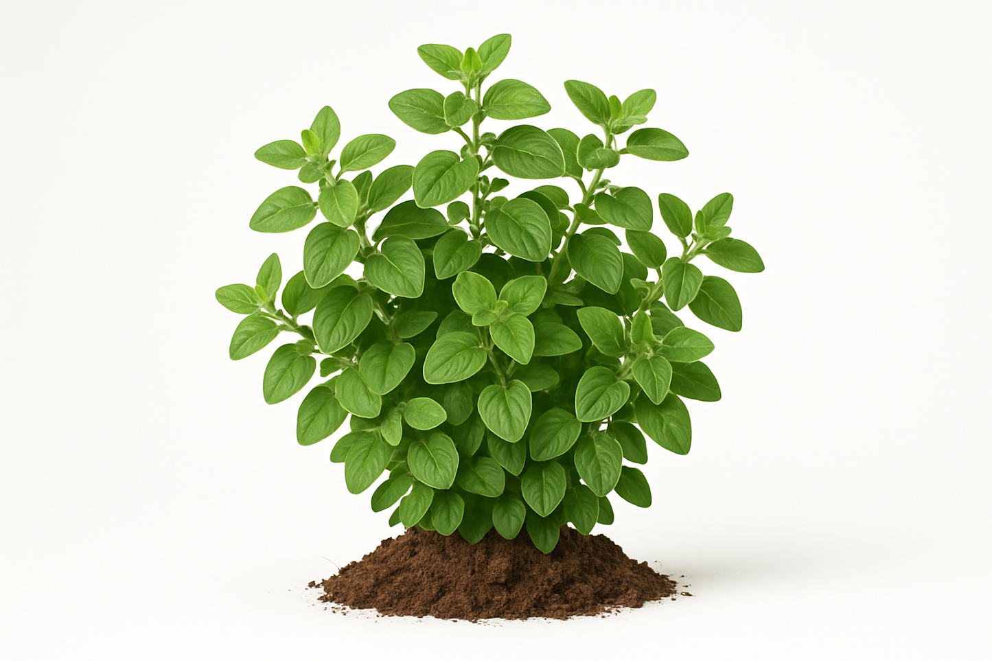 oregano Italian Supreme Show the entire, mature plant upright with true-to-type, healthy foliage, and in a small clump of natural soil. Use a solid, clean white background in a high-detail, fresh botanical catalog style for an online store.
