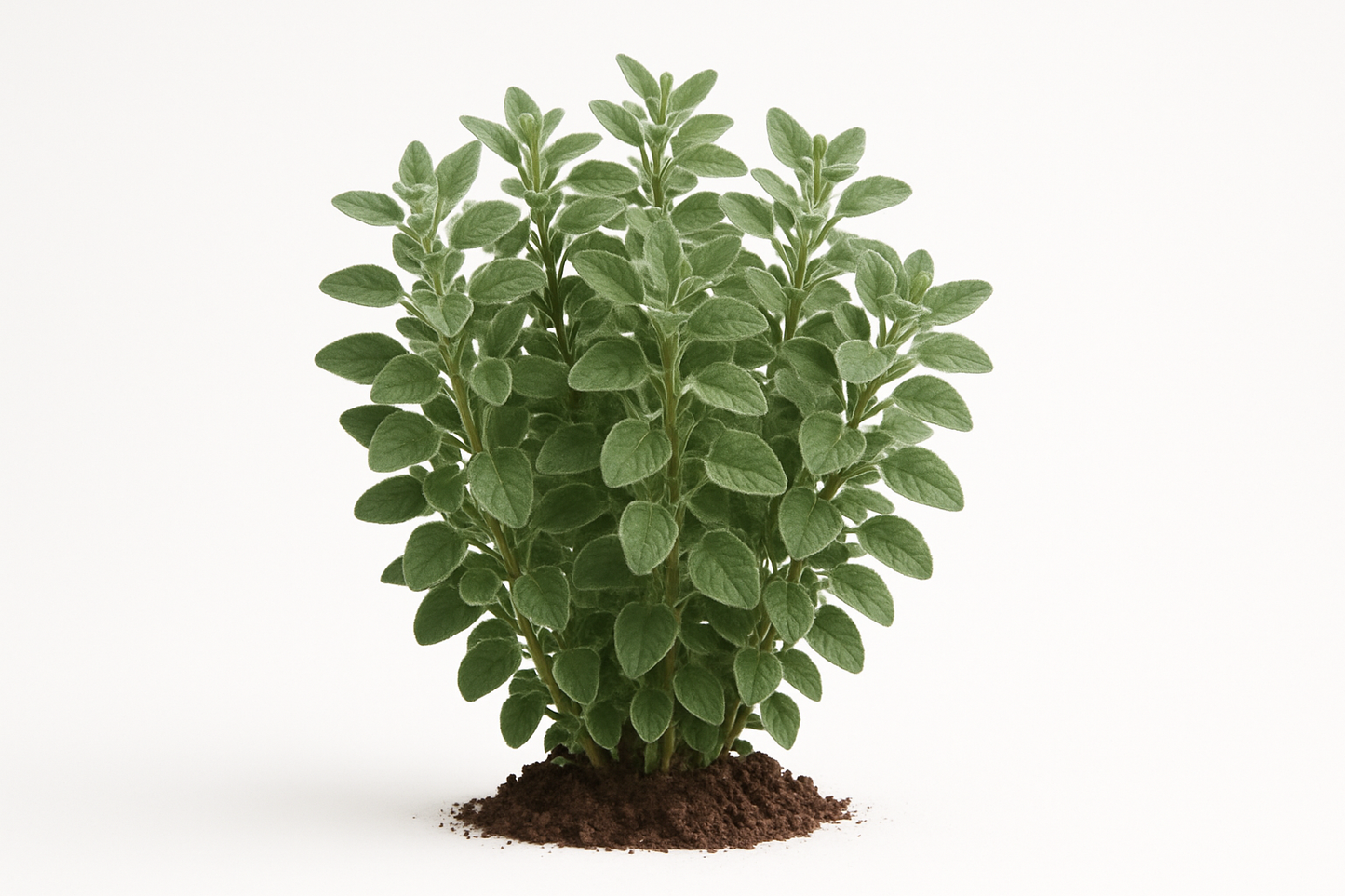 oregano Sicilian Show the entire, mature plant upright with true-to-type, healthy foliage, and in a small clump of natural soil. Use a solid, clean white background in a high-detail, fresh botanical catalog style for an online store.