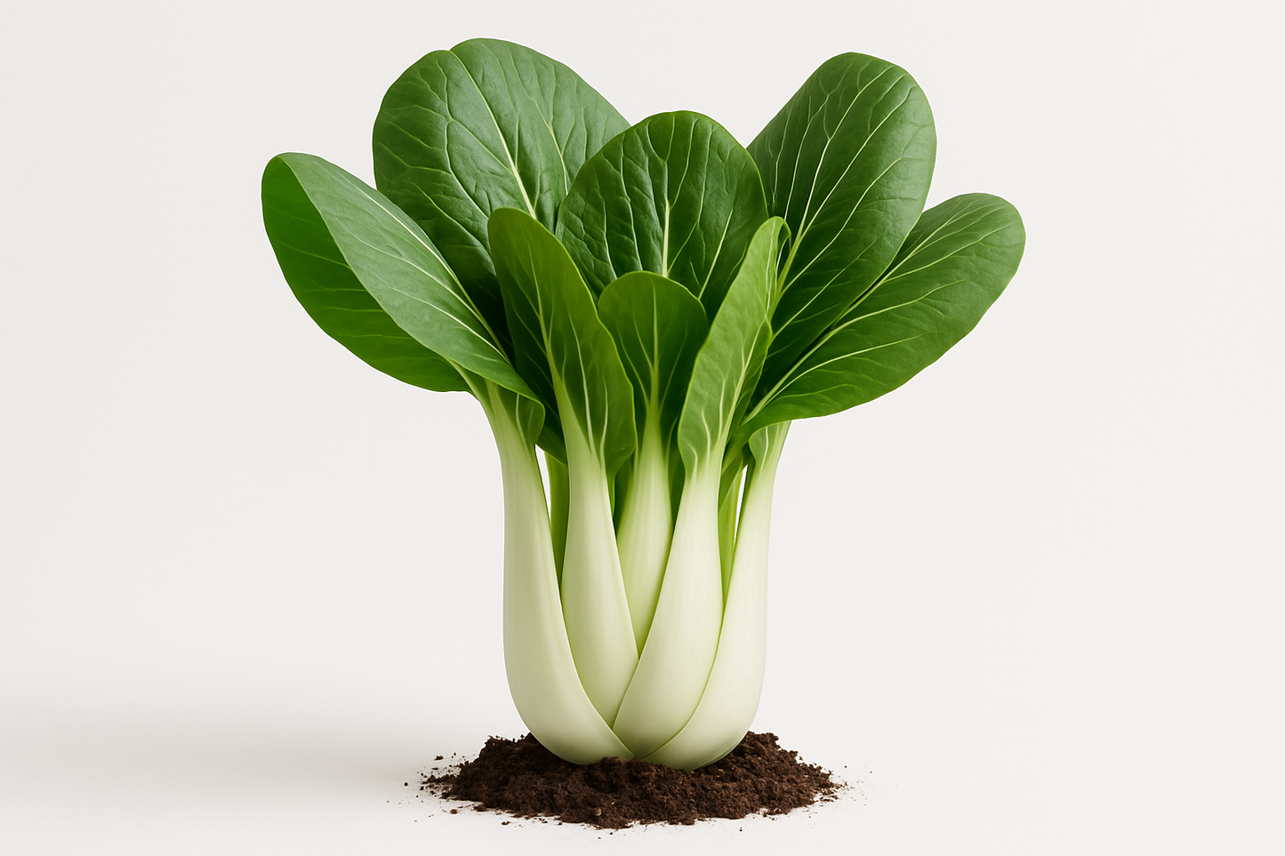 Pak Choi Toi Show the entire, mature plant upright with true-to-type, healthy foliage, the edible part visible, and in a small clump of natural soil. Use a solid, clean white background in a high-detail, fresh botanical catalog style for an online store.
Also show a close-up of the mature edible part (such as fruit, leaf, head, or flower) alone, on the same solid white background with accurate color, texture, and premium, fresh-picked appearance.