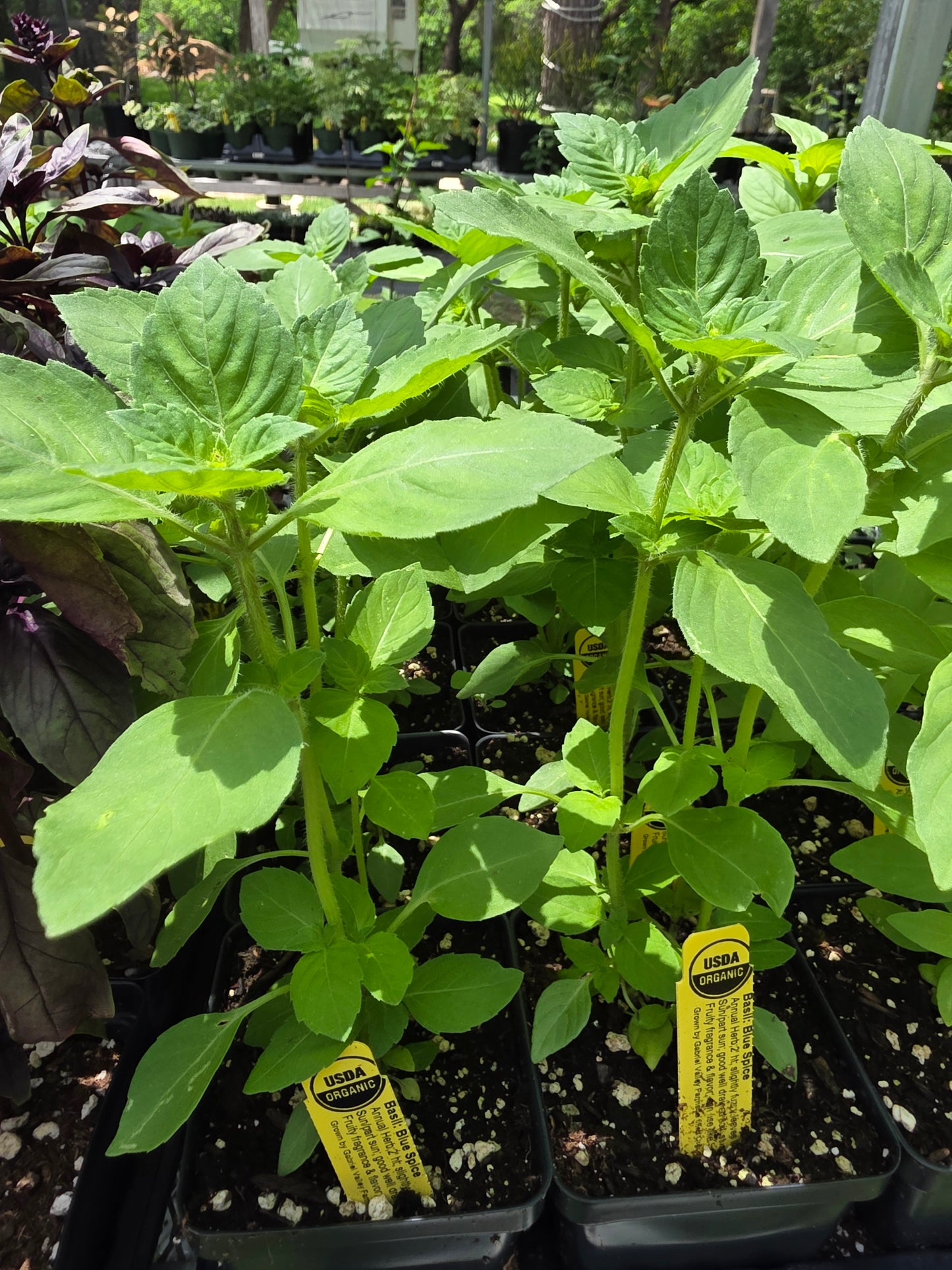 Albahaca, especias azules orgánicas