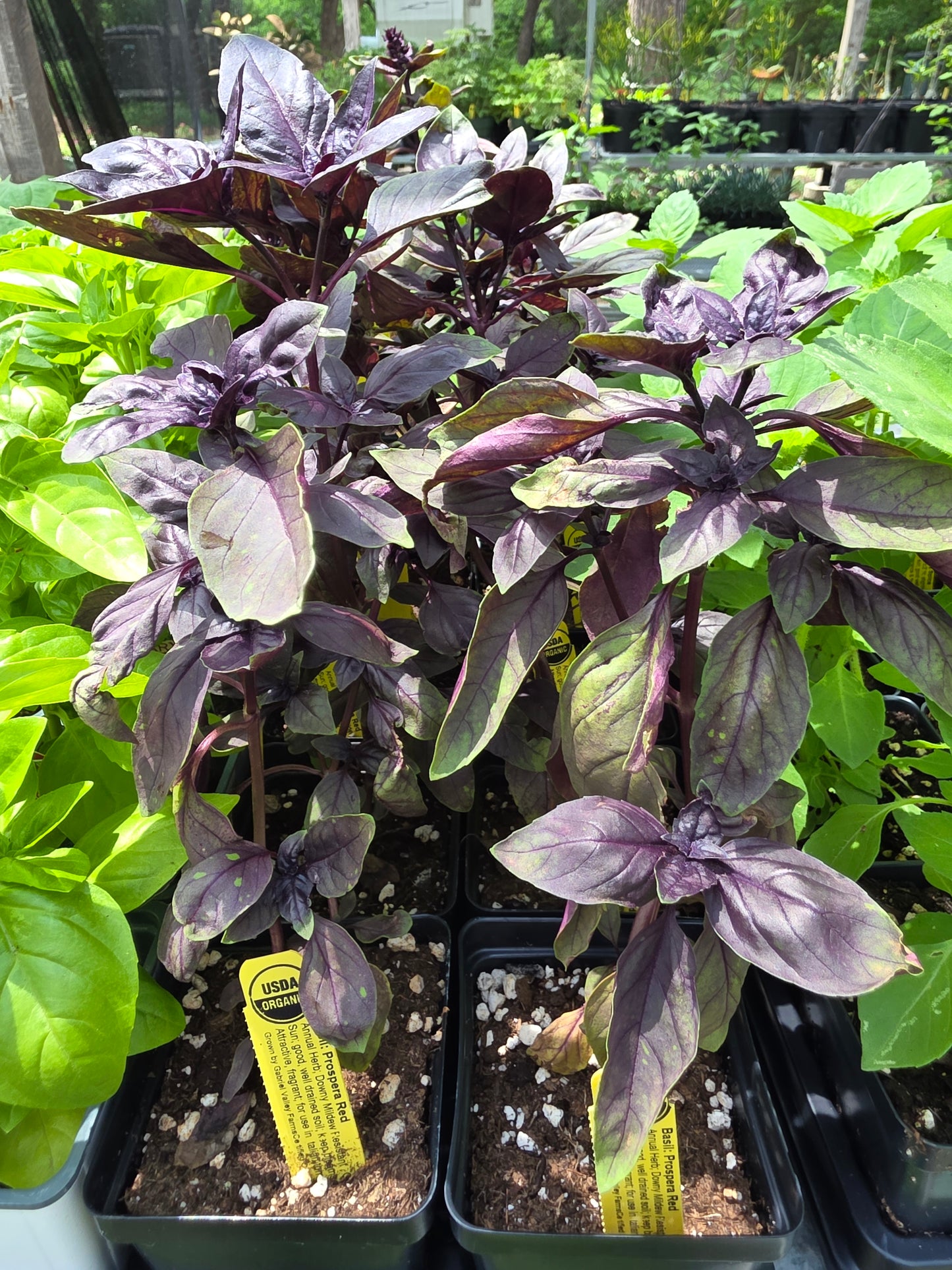 Albahaca, Prospera Red Orgánica