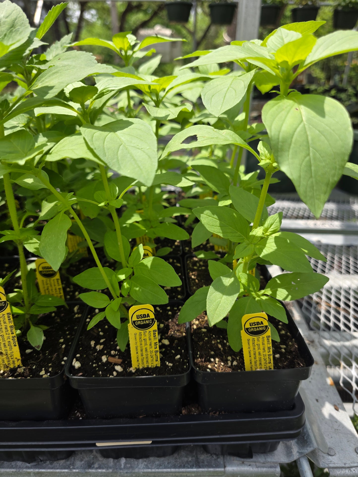 Albahaca, Limón orgánico de la Sra. Burn