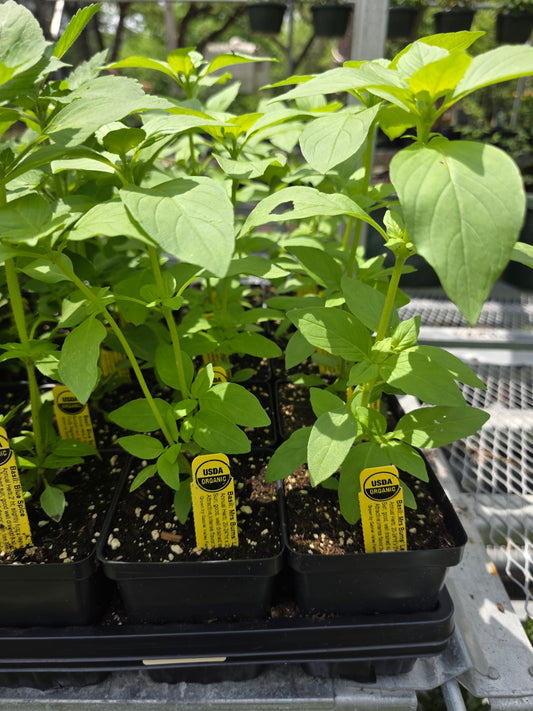 Albahaca, Limón orgánico de la Sra. Burn