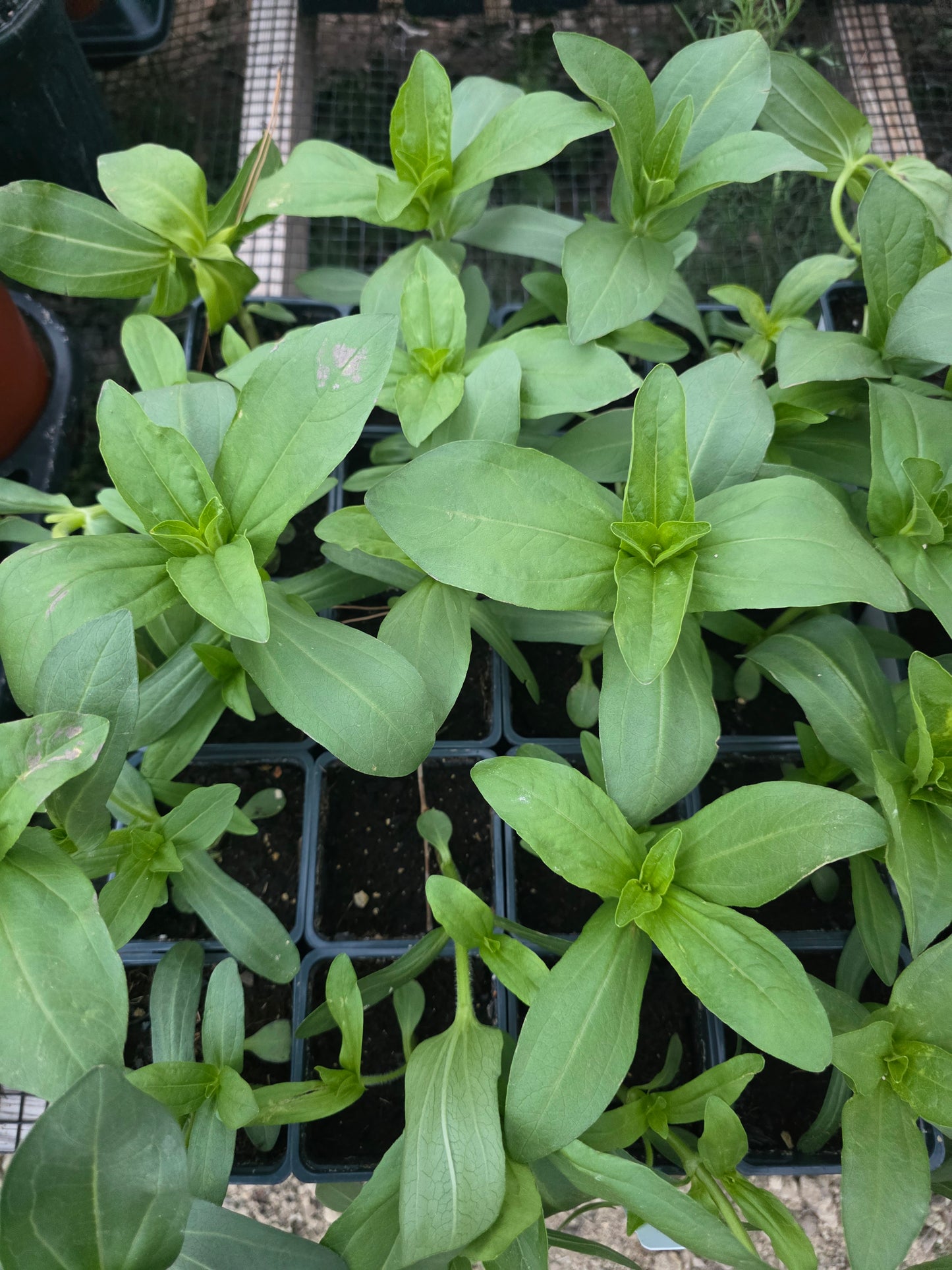 Zinnia Zinderella Lilac