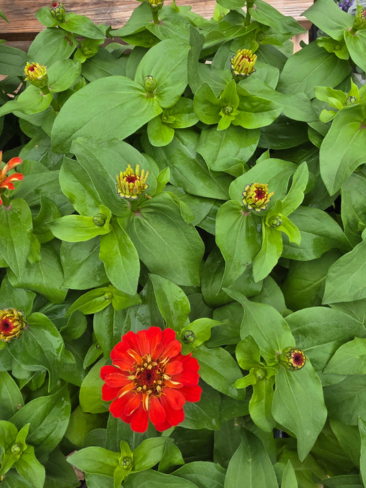 Mezcla de zinnias Magellan