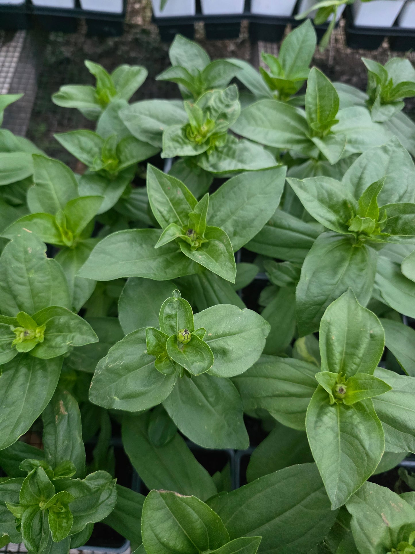 Zinnia Zinderella Orange