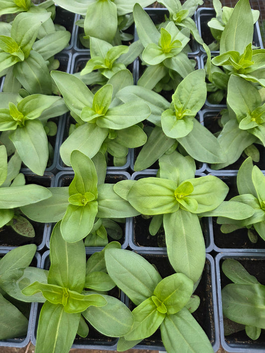 Mezcla de Zinnia Short Stuff