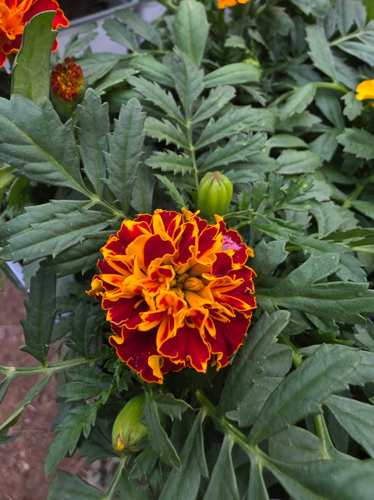 Marigold French Hot Pack Mixed Colors