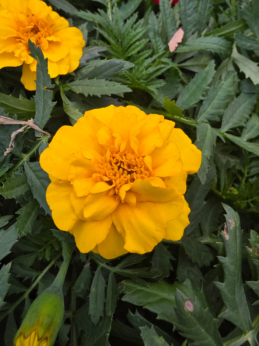 Marigold French Durango Outback Mix