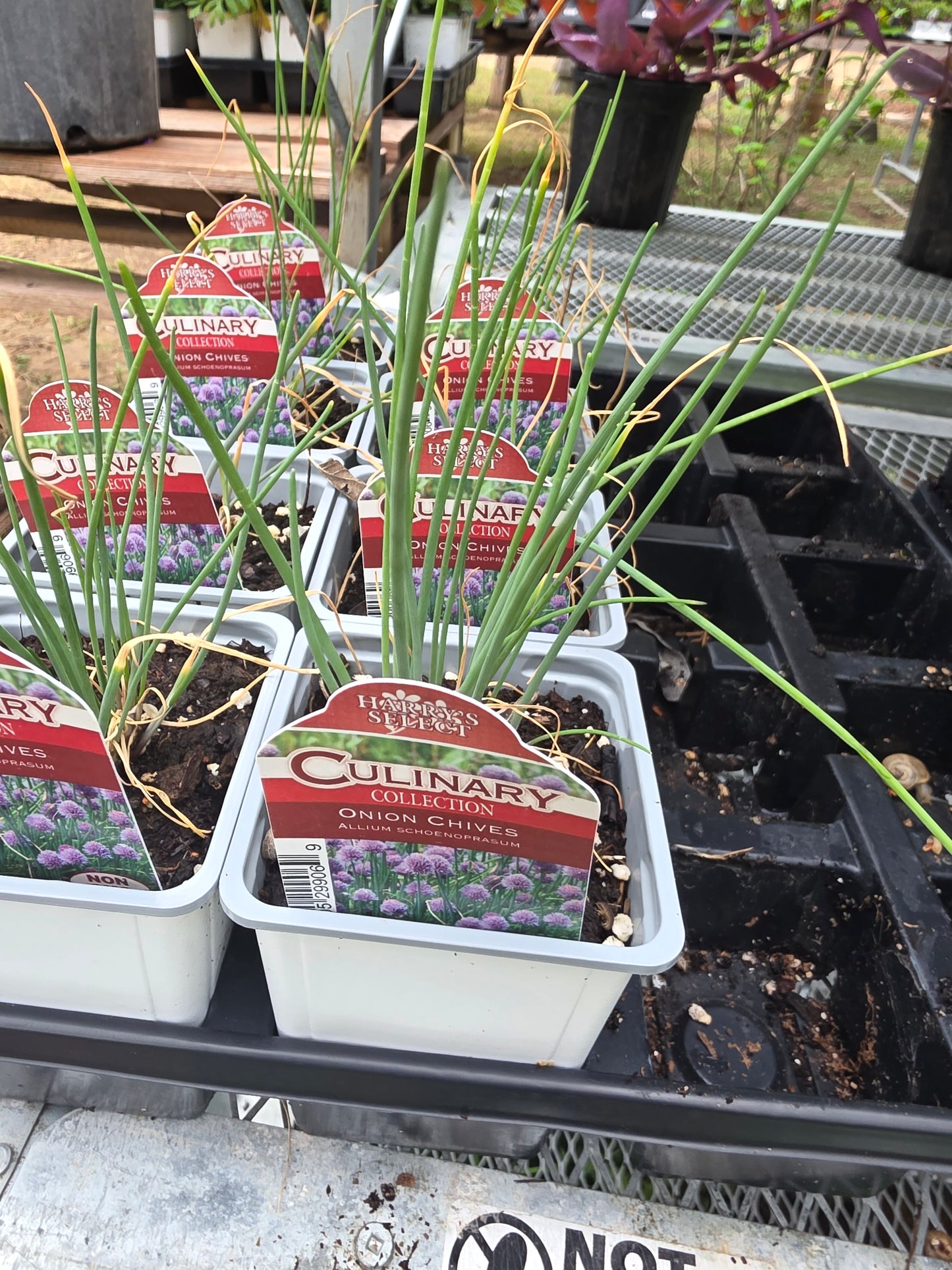 Onion chives