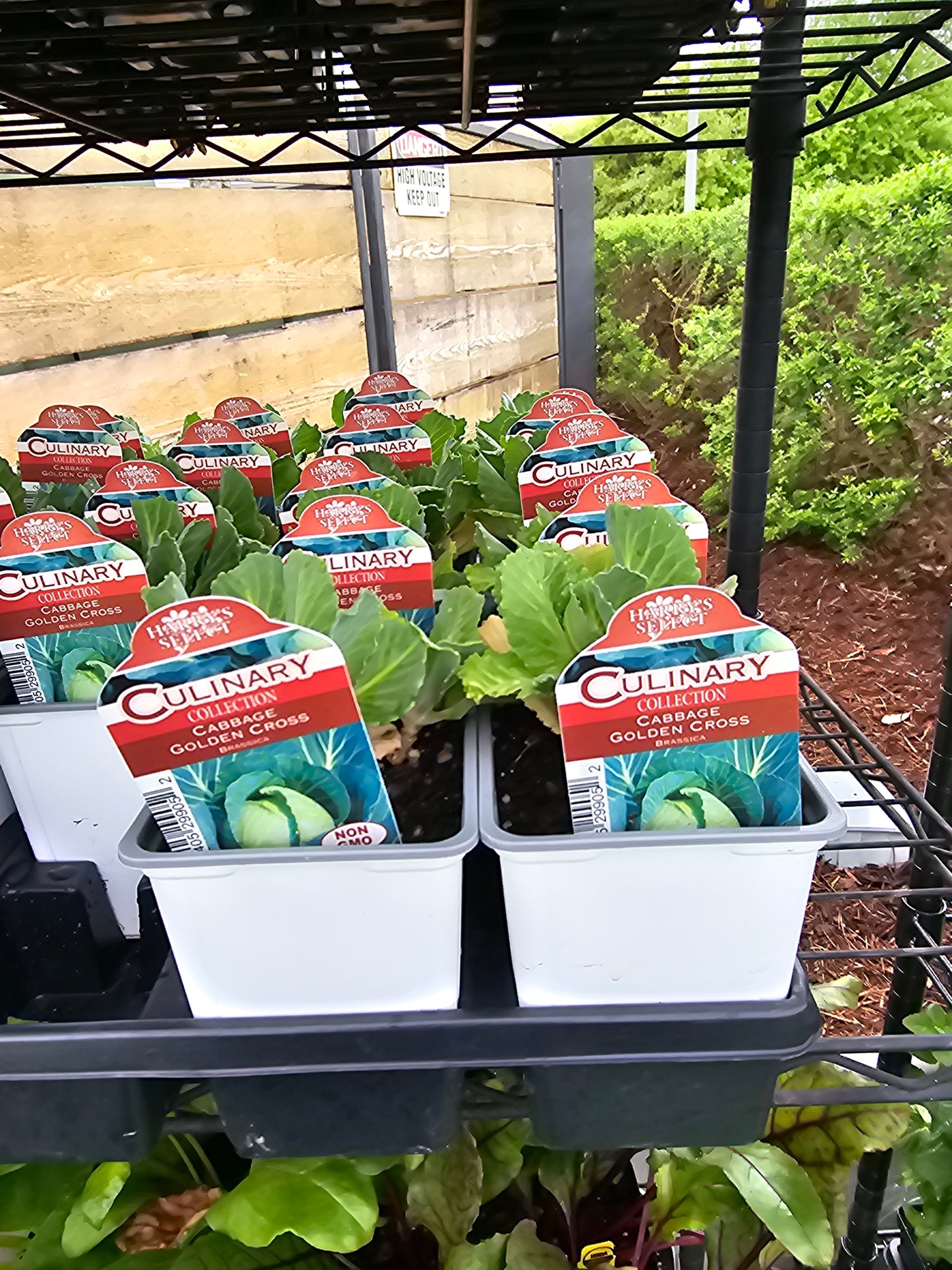 Plantas de hortalizas de 4"