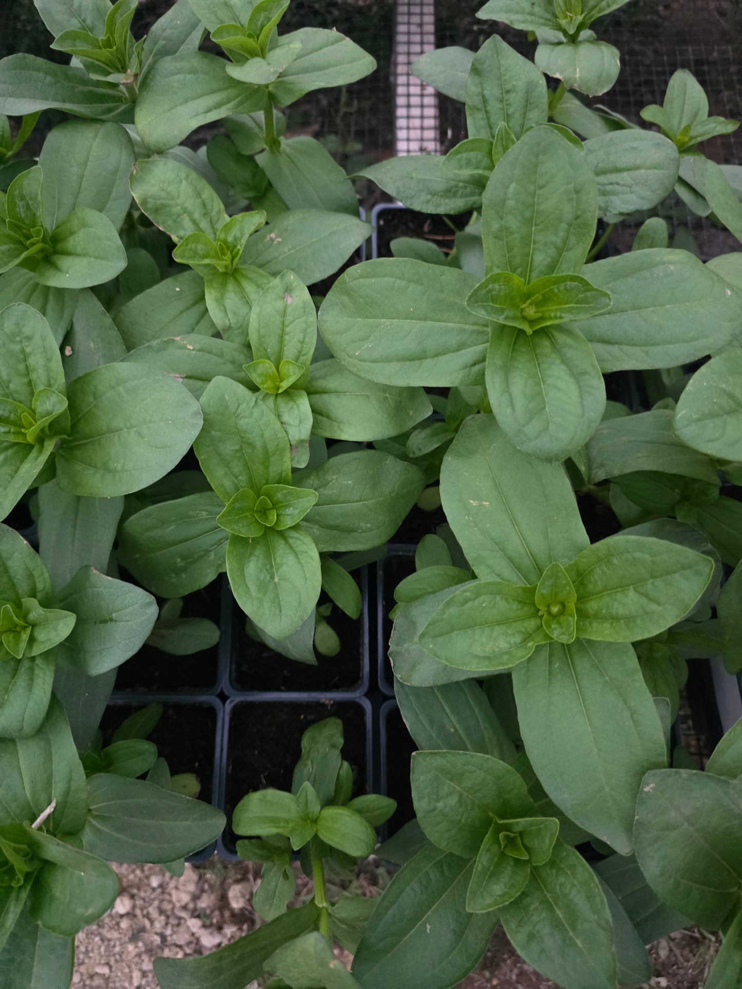 Zinnia Zinderella Red