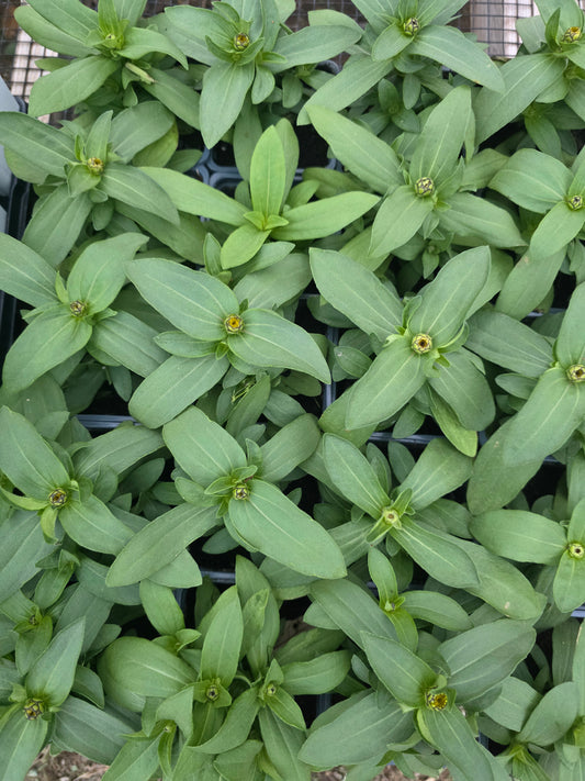 Mezcla doble brillante de Zinnia Zahara