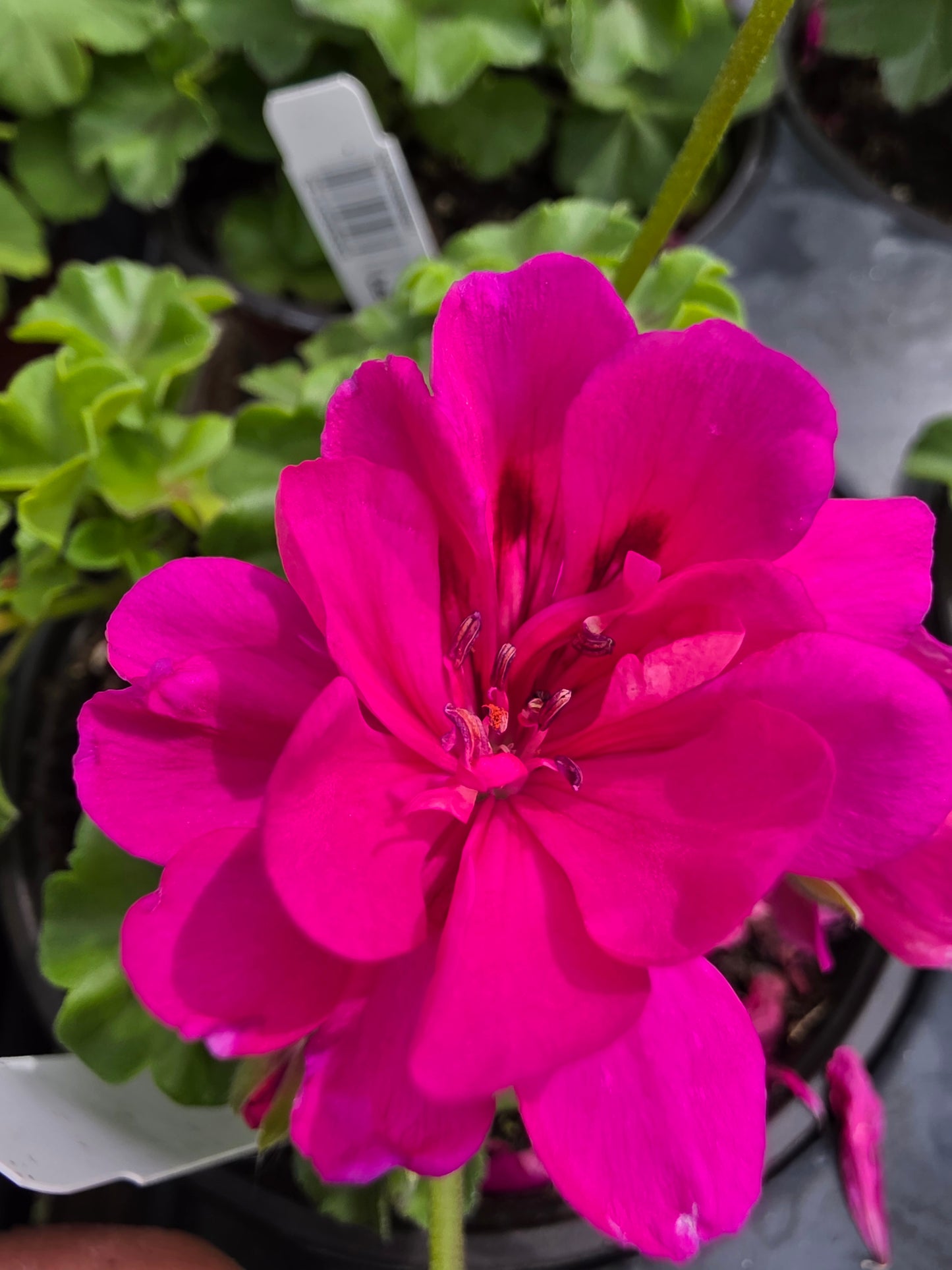 Geranium Ivy League Deep Pink