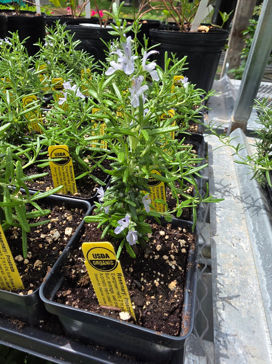 Romero, Rastrero Postrado Orgánico