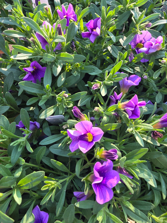 Calibrachoa Cabaret lavender