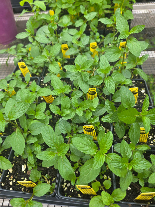 Mint Peppermint Organic
