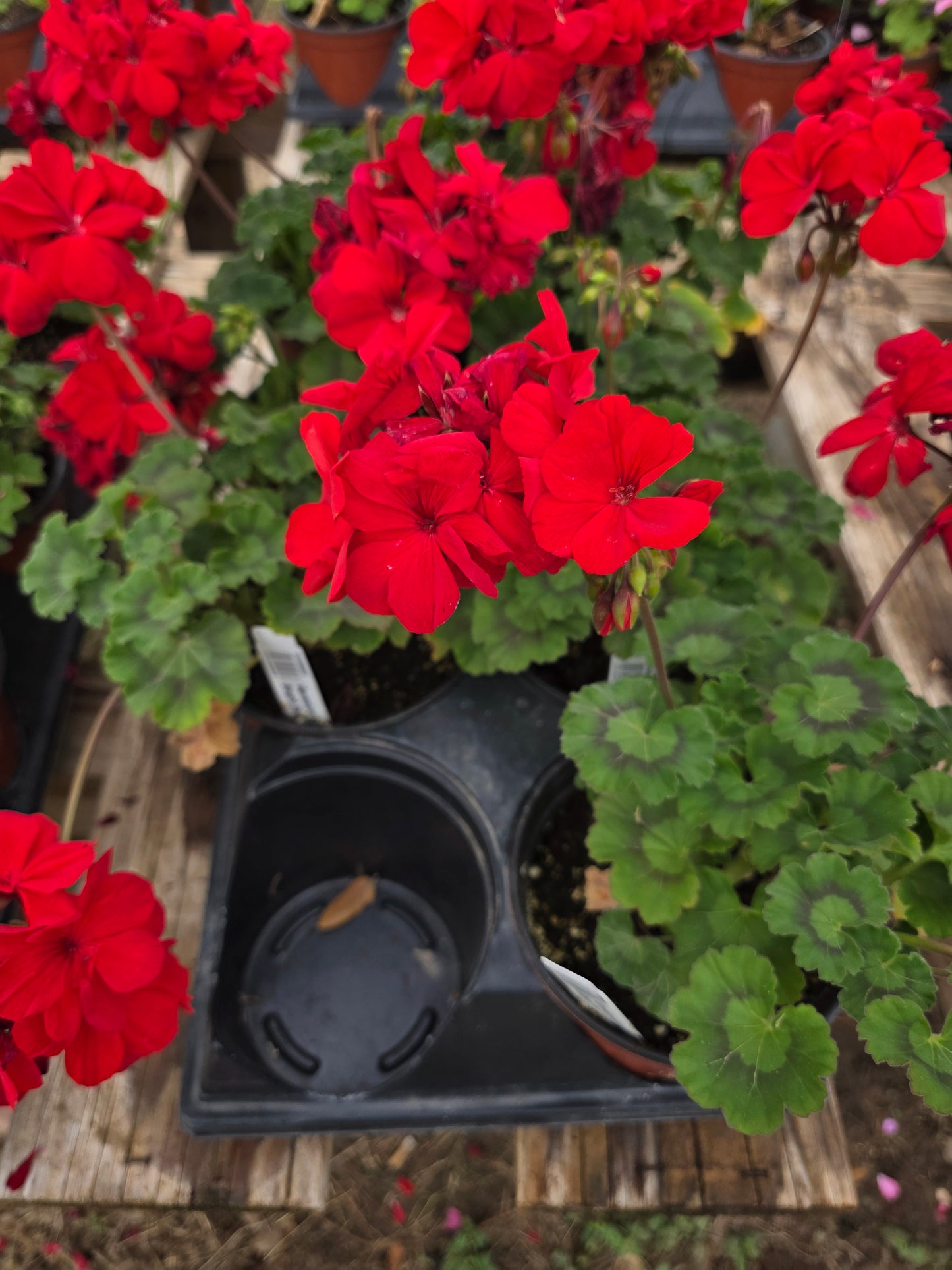Geranium Mantra Bright Red