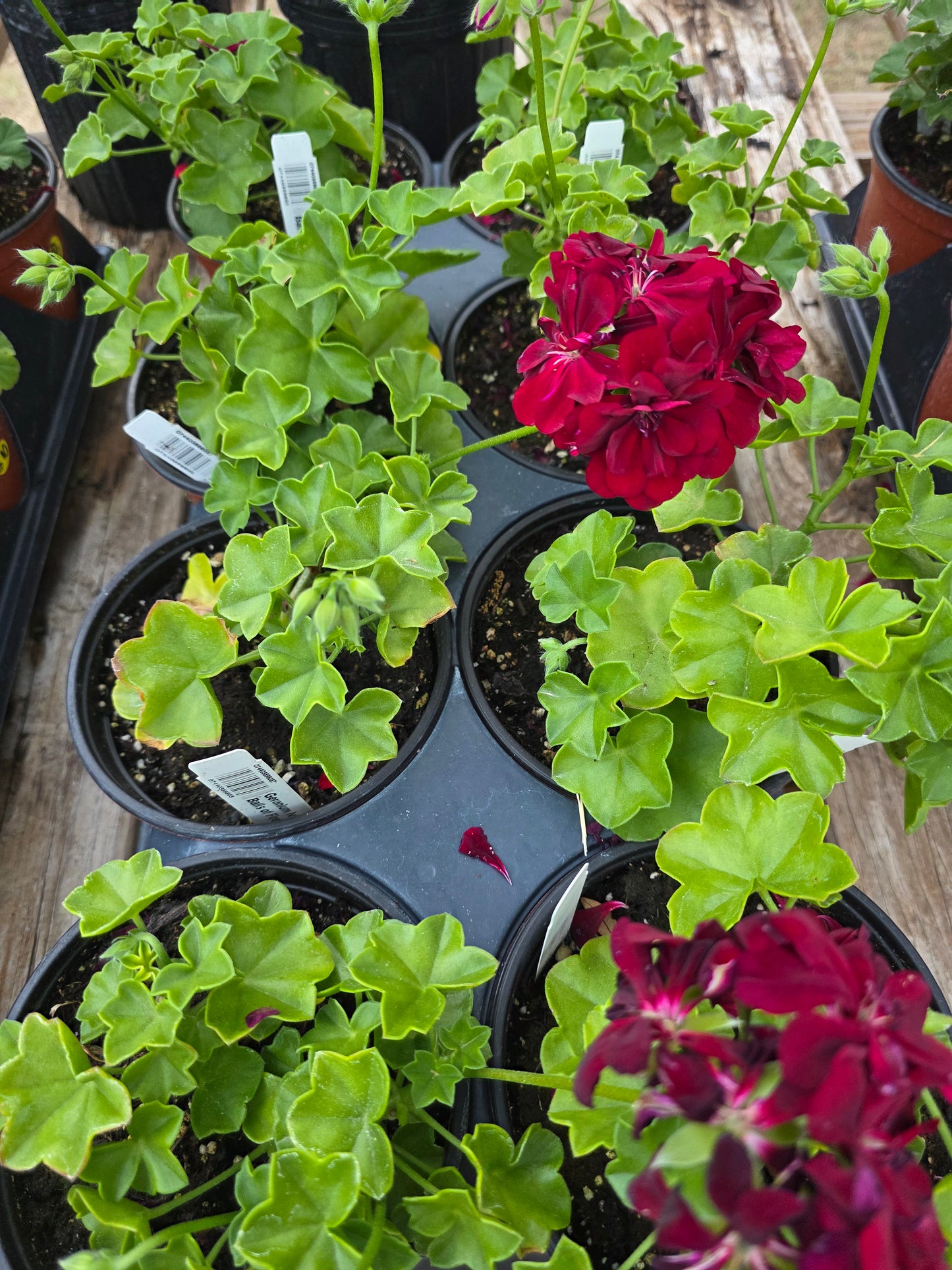 Geranium Ivy Great Balls of Fire Merlot