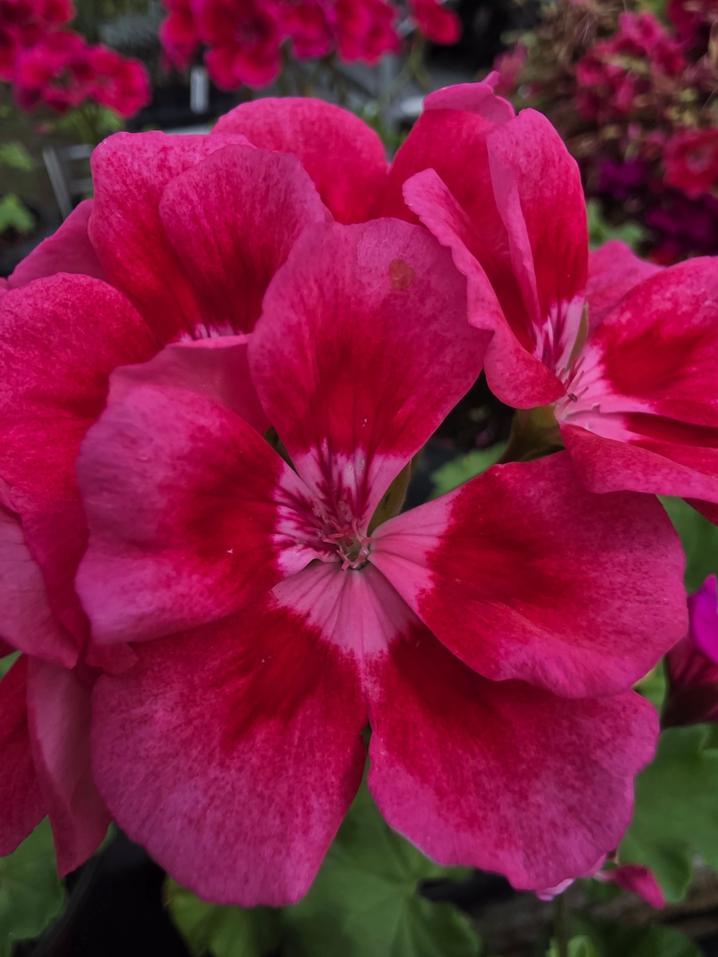Geranium Calliope Medium Rose Mega Splash