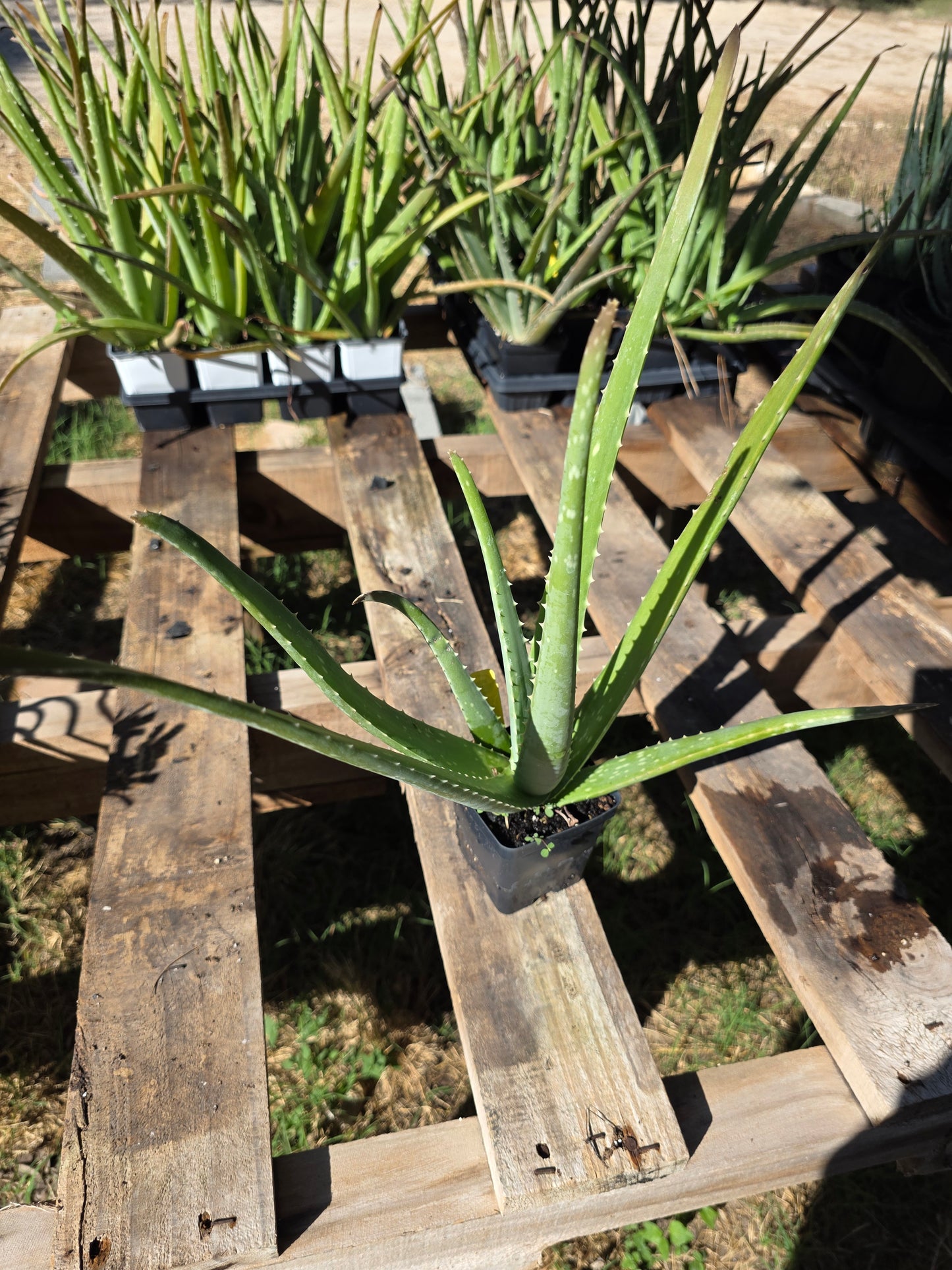 Aloe Vera