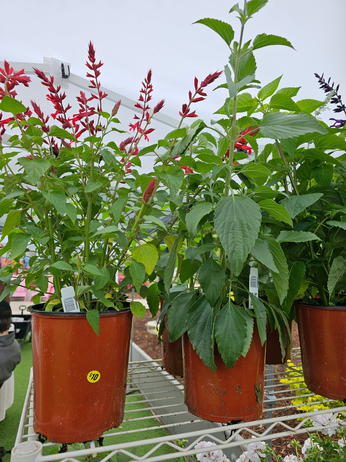 1 g de plantas rojas en maceta