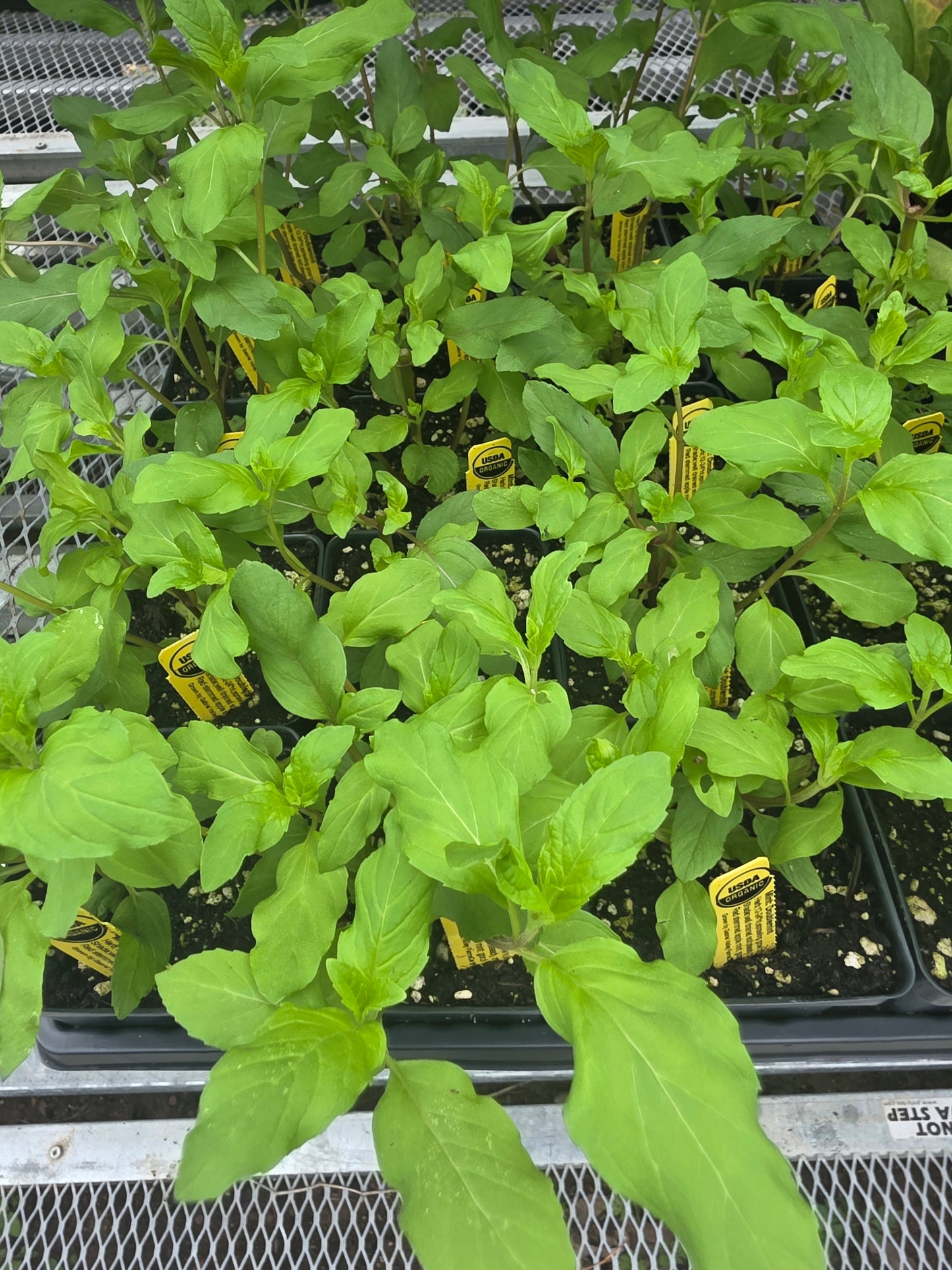 Mint Doublemint Organic