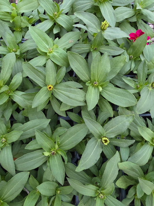 Mezcla de zinnia y zahara
